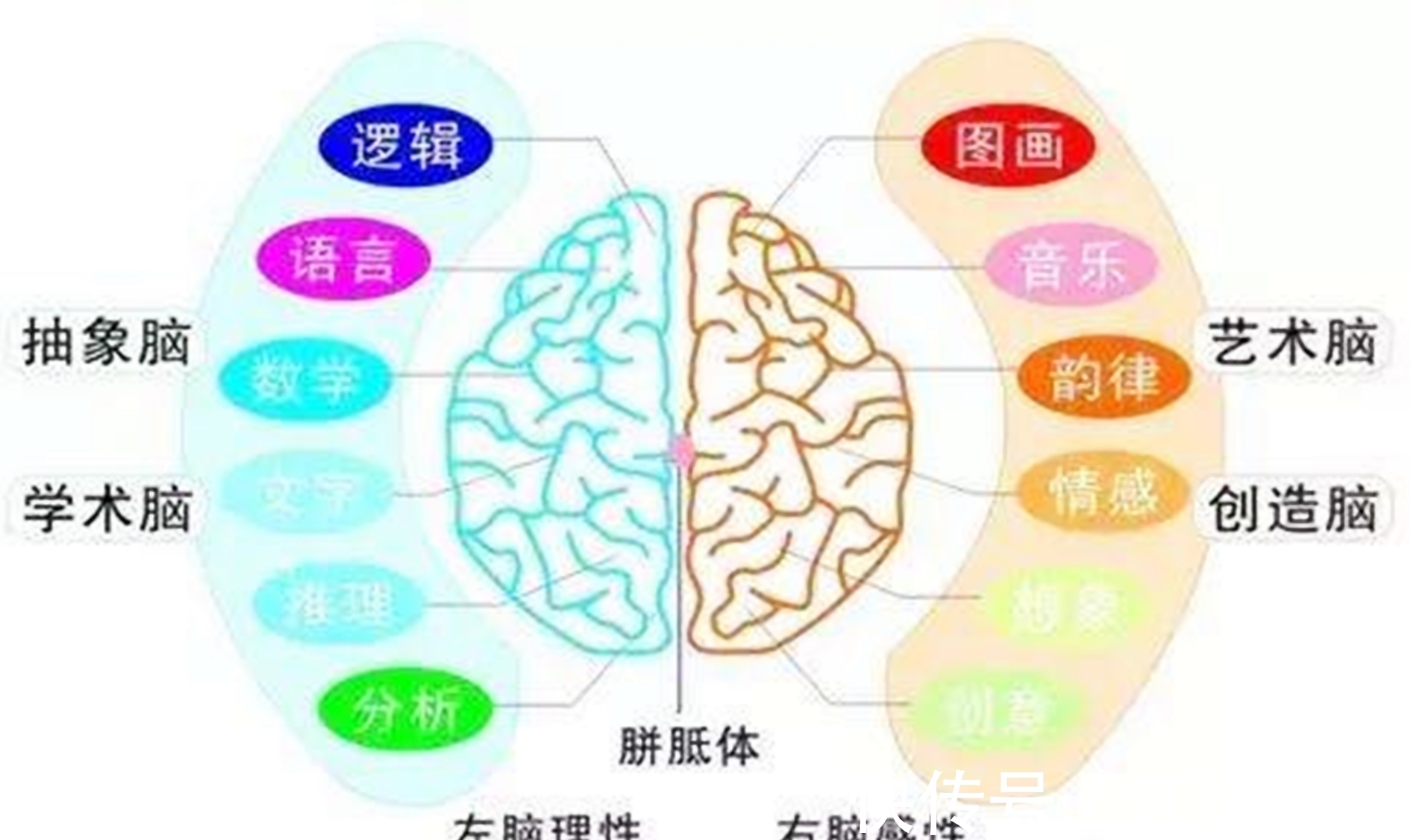 后天型|“左撇子”孩子比普通人更聪明?科学家左撇子远没你想的那么简单