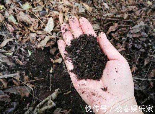 养花|养花不用买“土”，出门捡1麻袋“它”，用来养花，根系呼呼长！