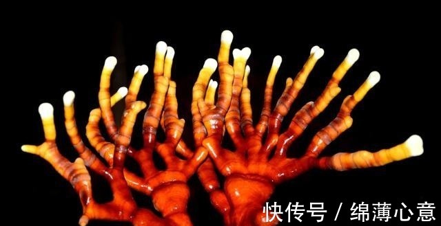 鹿茸|这东西,人称“鹿角灵芝”,曾是皇帝贡品,如今价格亲民,认识下