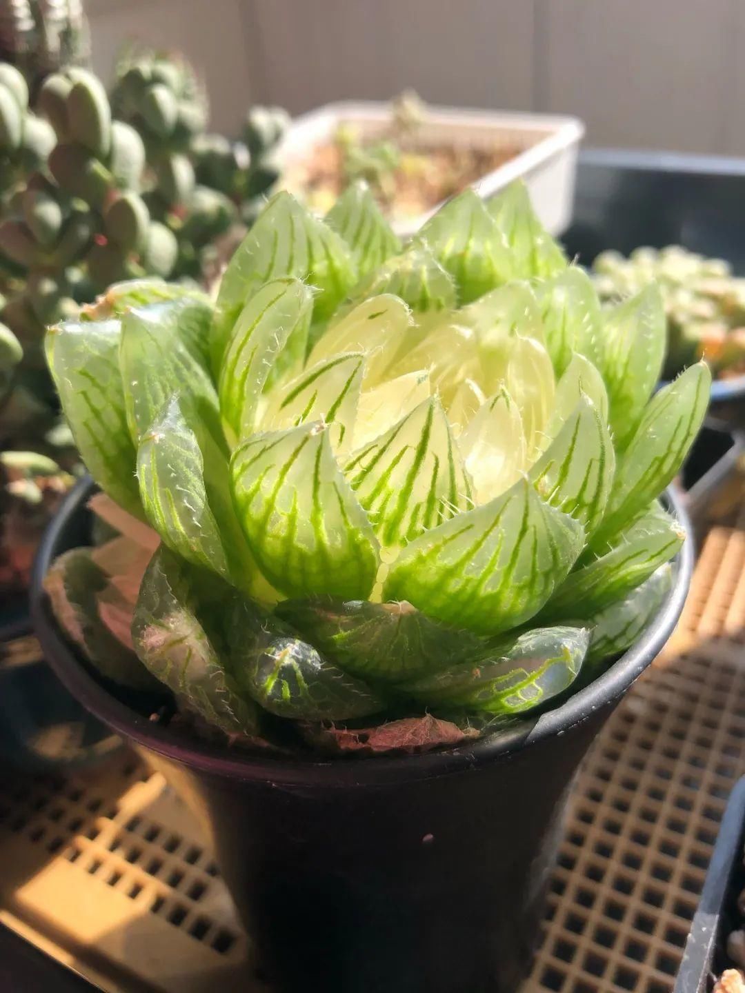 买的花总不活,秘密全在花盆里,搬起来看看才知道