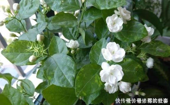 养好茉莉花，这一步“不能缺”花开一茬接一茬，连续不间断