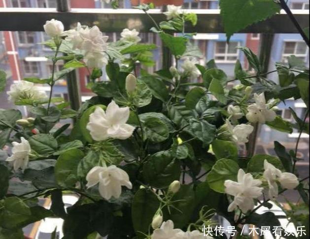 花王|秋天买茉莉，枝头满花苞3点谨慎，别手欠，开成“爆花王”