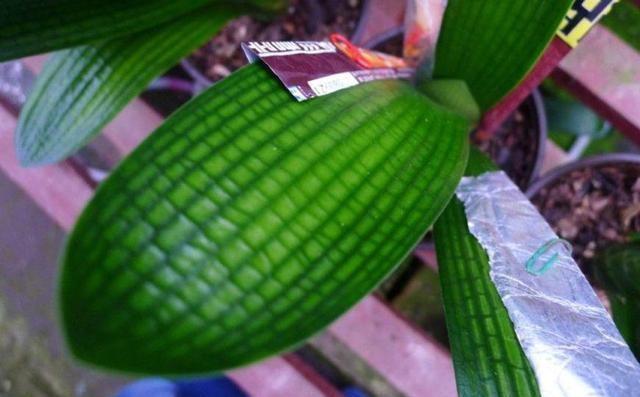 君子兰长的歪歪扭扭的酸奶箱上撕下块纸壳子，一个月就可以恢复