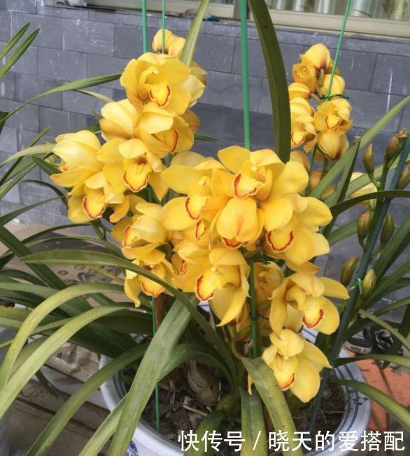 温度|现在逛花市5种花不要买,虽然很漂亮,但是养活难度大,白花钱