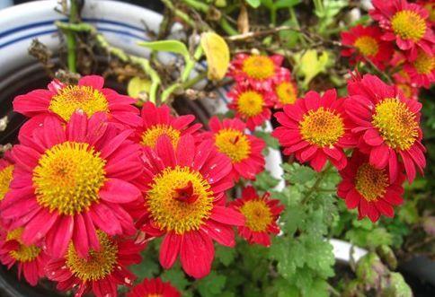 植株|从9月14日开始,家养此款花卉,花艳香浓,颜色鲜艳夺目