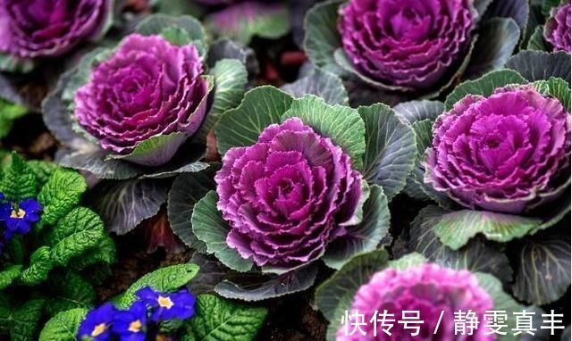 5种“耐寒花”,趁着秋天种一盆,爆花3个月,冬天不寂寞