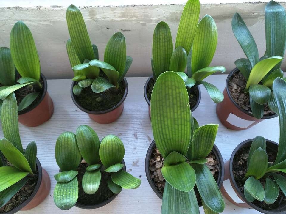 君子兰能长出“红果子”，肯定是“赚了”，播种养出20盆