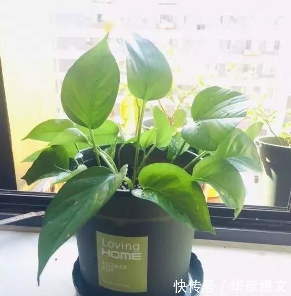 修剪|路边被人丢掉的名贵花,丢人也要捡,种盆里就开花