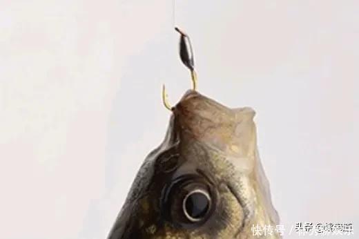 禁钓范围逐步扩大已是大势所趋,或将对钓鱼人、渔具业影响深远