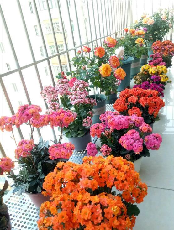 5种“洋气”花,趁着“天冷”快扦插,生根快,开花早,真省钱