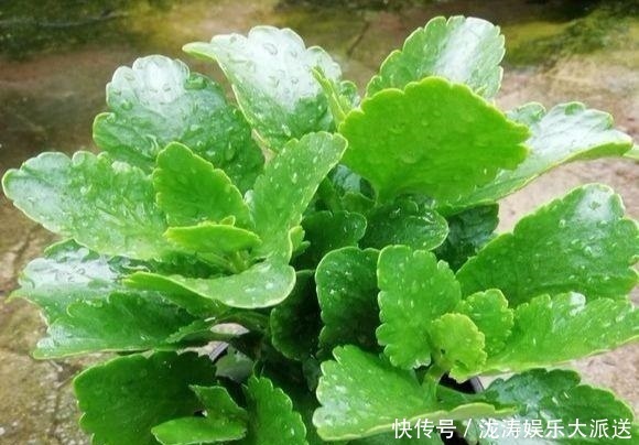浇水|进入6月,养长寿花蟹爪兰“剪几刀”,喂点小颗粒,到了9月蹭蹭长
