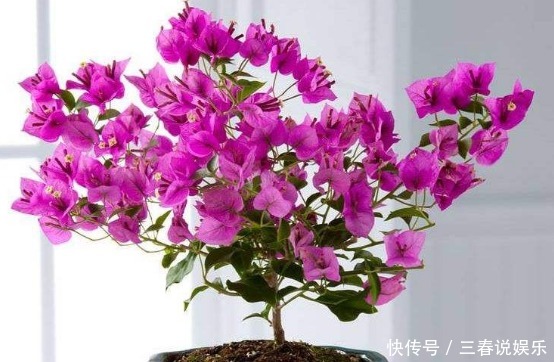 爆盆|新手养护花卉,就养花苞“翻倍长”的花卉,次次开花都“爆盆”