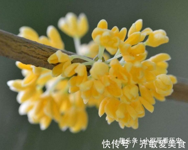 此花颇得文人雅士的喜爱,芬香独一无二,花开即丰收