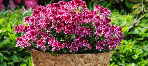 怎么打理好远离“故土”的天竺葵？这么盆栽，开花既漂亮又持久