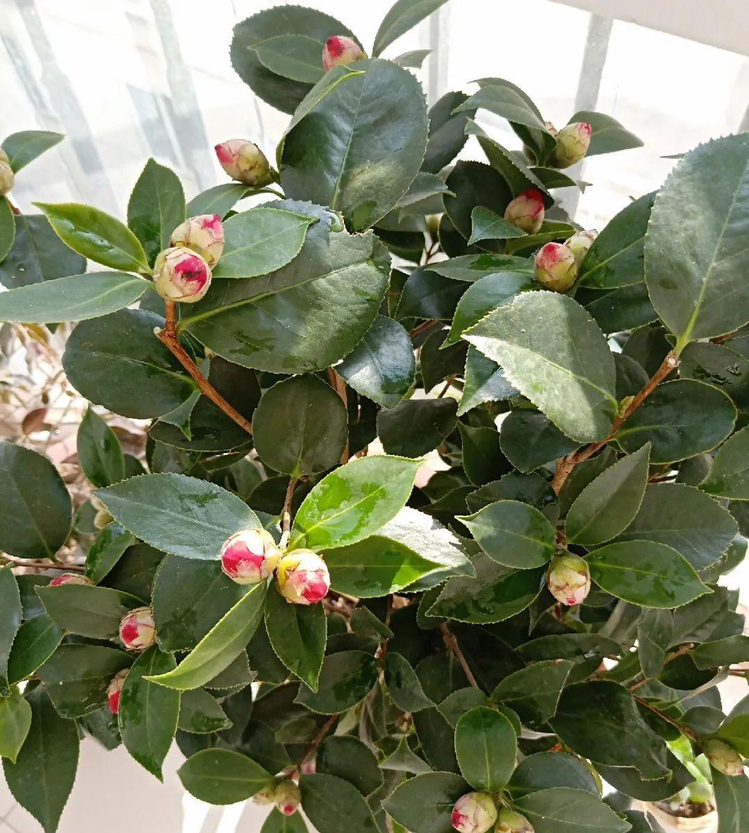 5种花不敢买,秋天死太快,养不活惹一肚子气