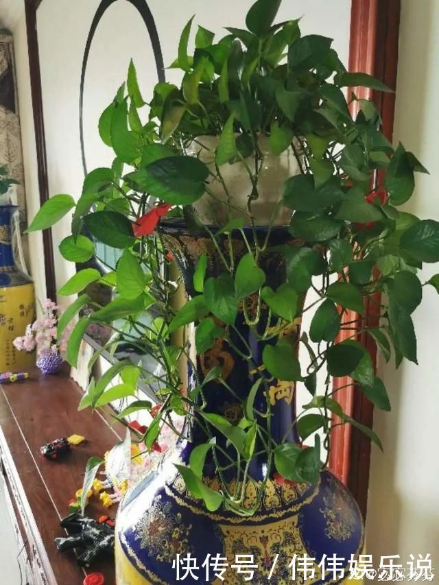 地方|夏天养花,这个地方千万别摆,否则3天死翘翘