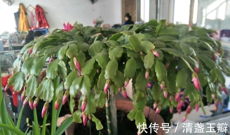 叶仙|3种“蟹爪兰”想要嫁接,砧木要选对,后期长势旺,才能多开花