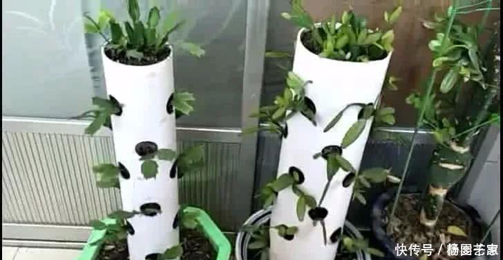 一段废管子,立体种植蟹爪兰,比嫁接的还漂亮,开起花来像瀑布