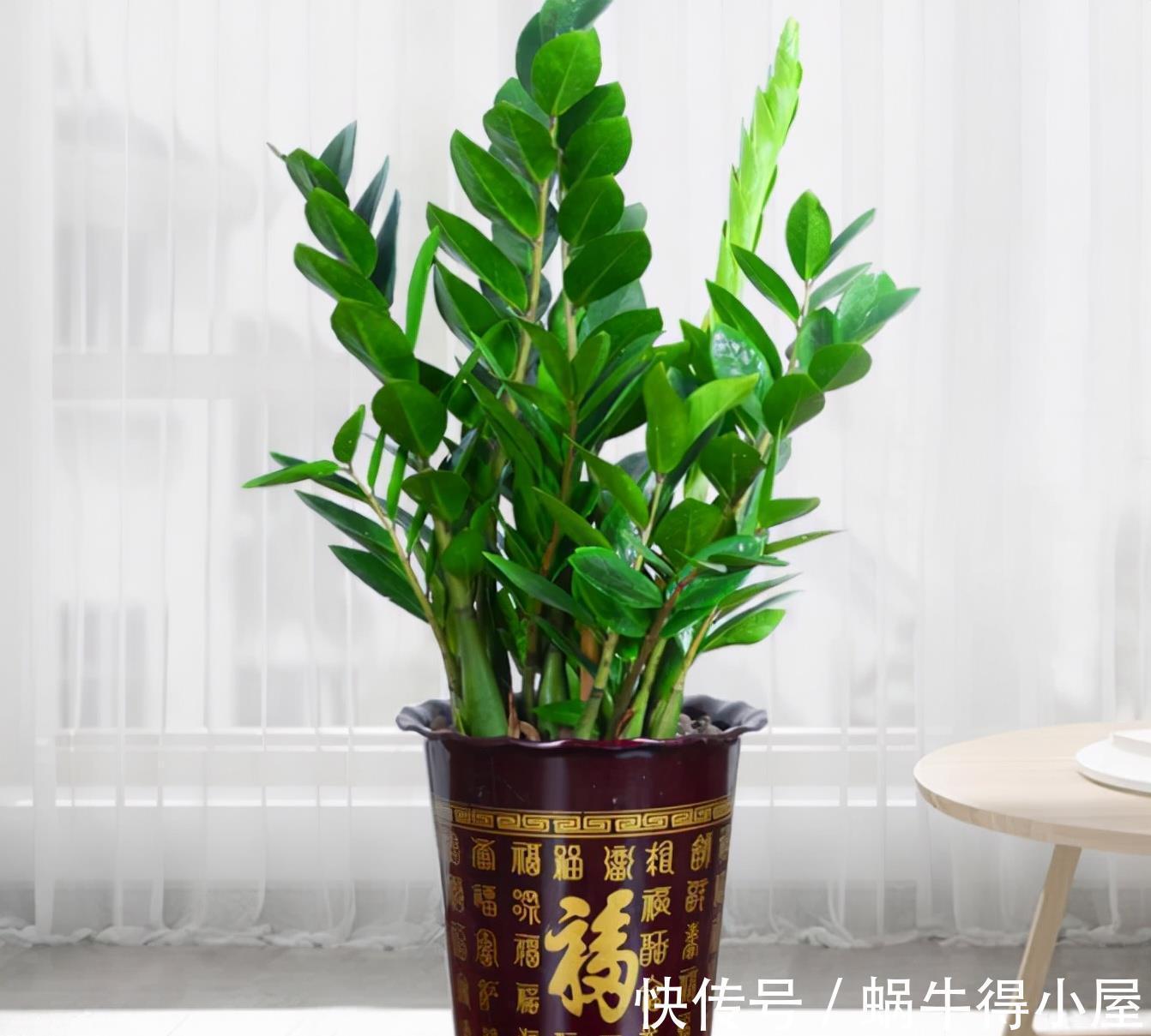 玉麒麟|再节俭也要去花市选6种花，价格不贵，养在家里招“财运”