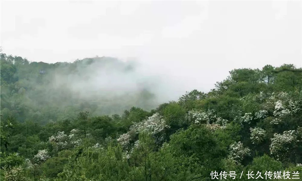 柔情蜜语|腾冲马站火山路上，花开浅夏醉清风