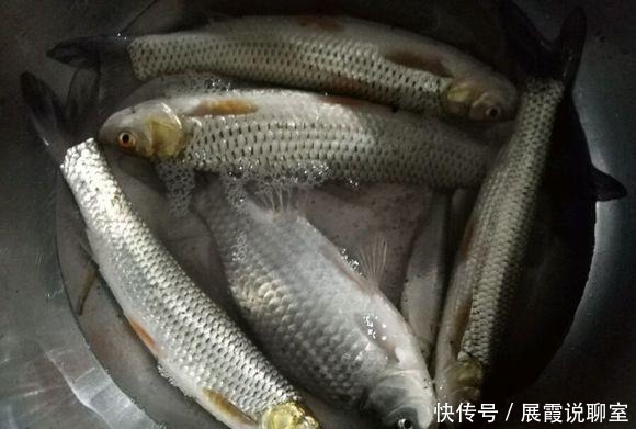 红眼|黄河支流,钓到“怪草鱼”,红眼黄鳃,渔民:黄河力气最大的鱼