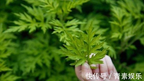 蚊虫讨厌的5种花，气味“很个别”，只要不嫌弃，多养几盆很管用