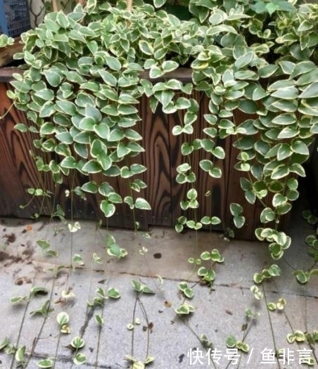 13种耐阴花卉，光照不足也能生长旺盛，开花茂密