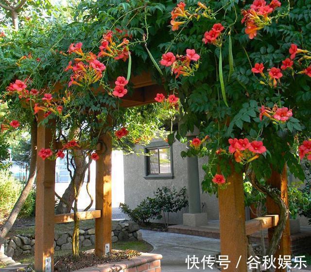 凌霄花|月季别养了,1种“进口”花,零下20℃冻不死,能开红花一串串