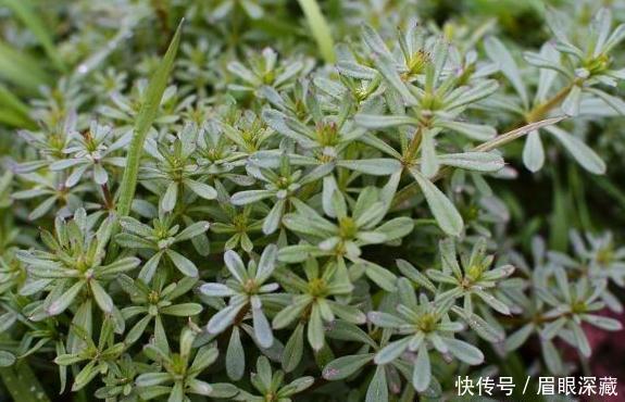  野草|在农村常见的野草，号称“不死草”，治乳腺炎，阑尾炎，消肿止痛