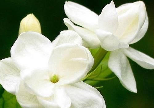  茉莉花|适合新手养的4种花，一年多次开花，香气浓郁