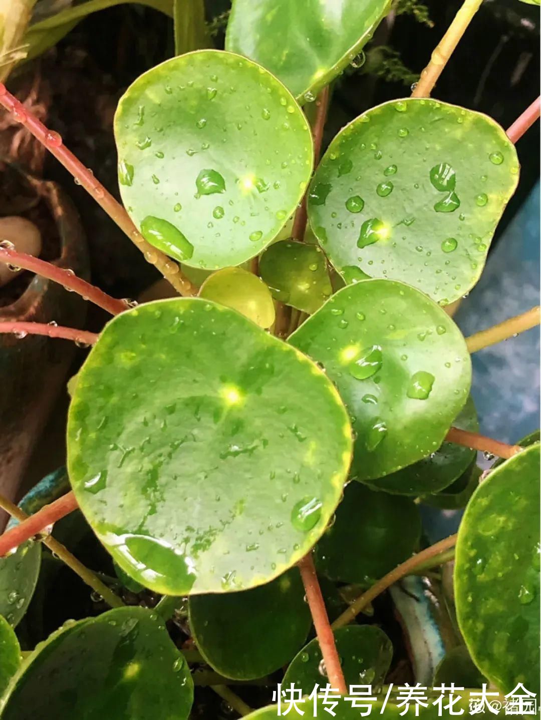 镜面草|中国没人要的花，外国人抢着买，耐阴好养活