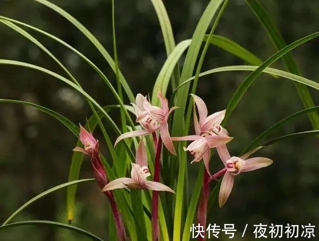 王姐|养兰花究竟有多难?听了王姐一番话才知道,原来的养护方法都错了