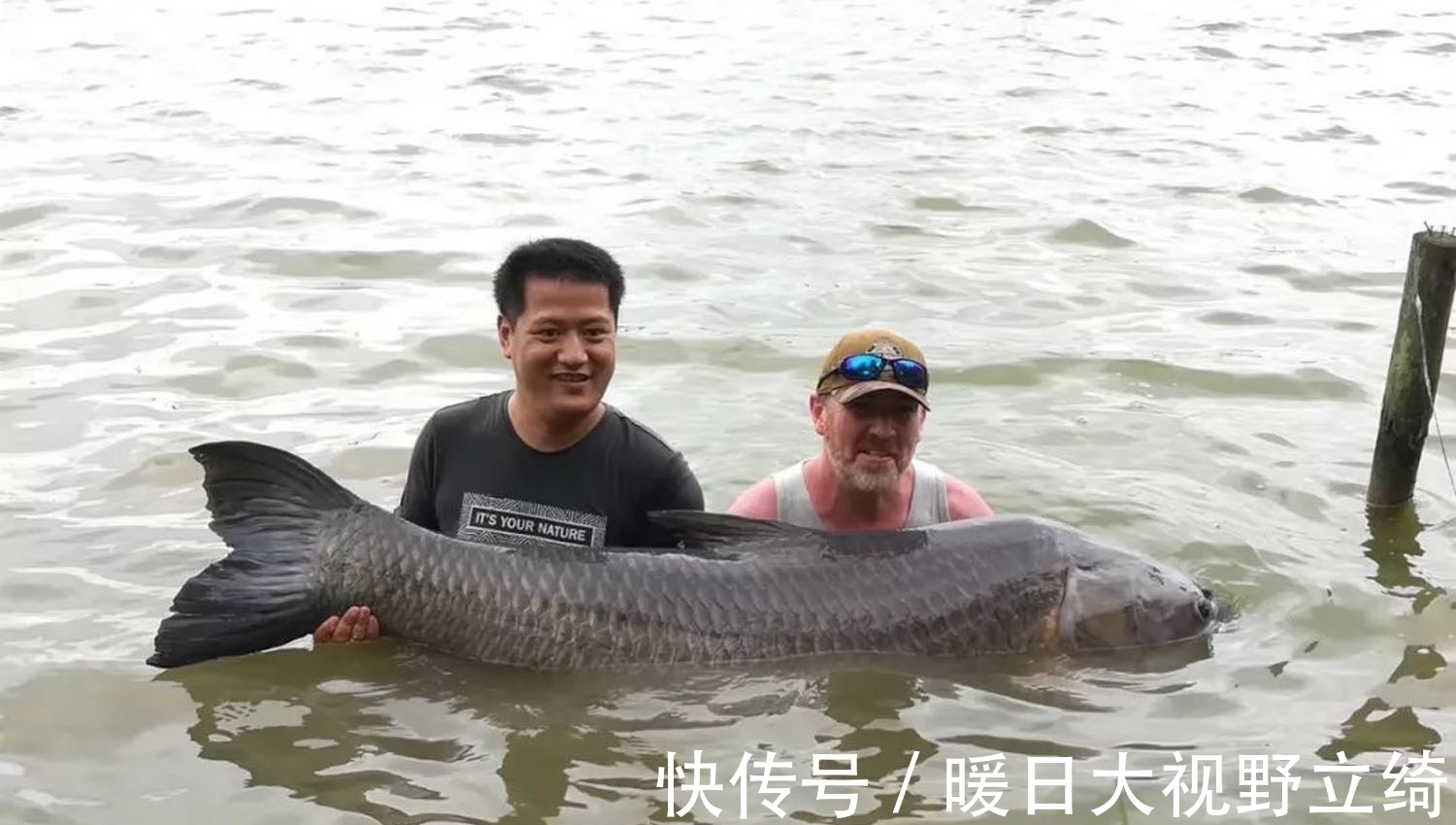 黑坑|夏天时,青鱼喜欢吃那种食物?青鱼喜欢哪种气味?夏天钓青鱼技巧
