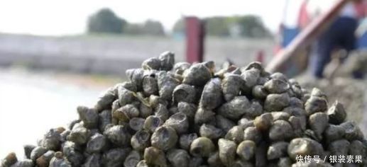 百灵|一种钓法“对付”黄颡鱼，百试百灵，越钓越不想收竿