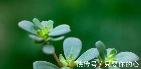 热毒痢疾|这个野菜是天然高钾食物,家里种几盆,年年可摘,可口有营养!