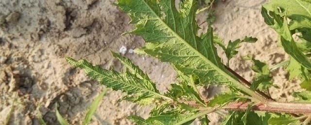 蛲虫病|得了“脚气”奇痒无比别慌,农村一常见野草,用它煮水帮您搞定