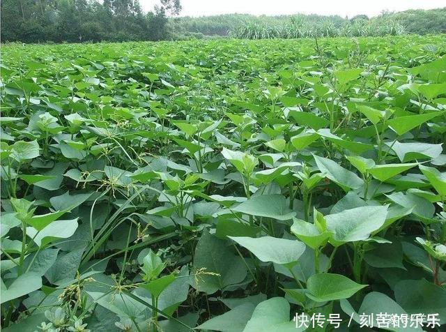 营养成分|此种野菜，很多人只在意它的根，殊不知它的叶子更美味，到底是啥