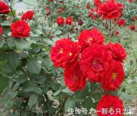 绿化带的月季没人管也开得很好,为啥自己家的月季就那么难养呢