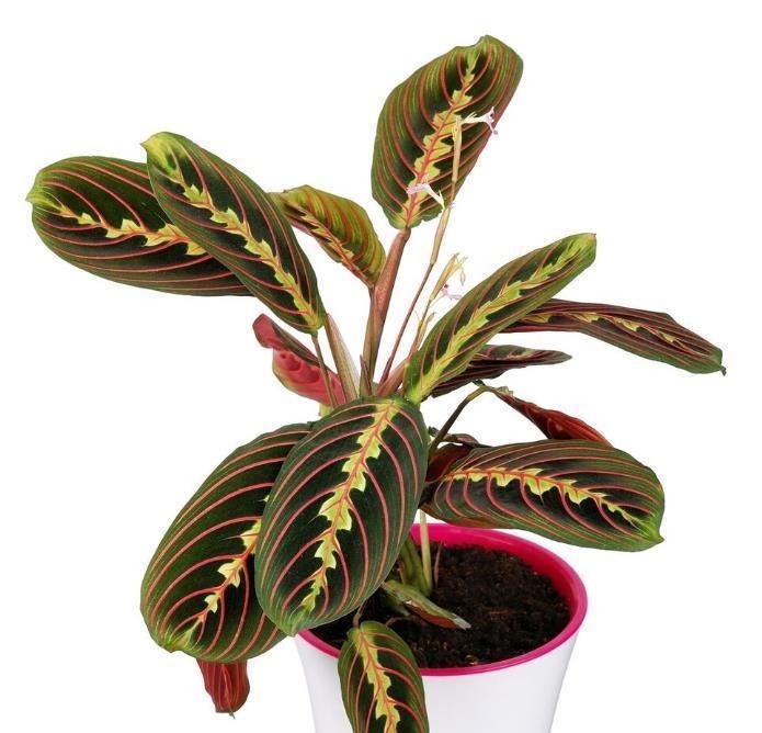 五种花天热特别能喝水,缺水叶子就发黄枯萎,别怕浇水多