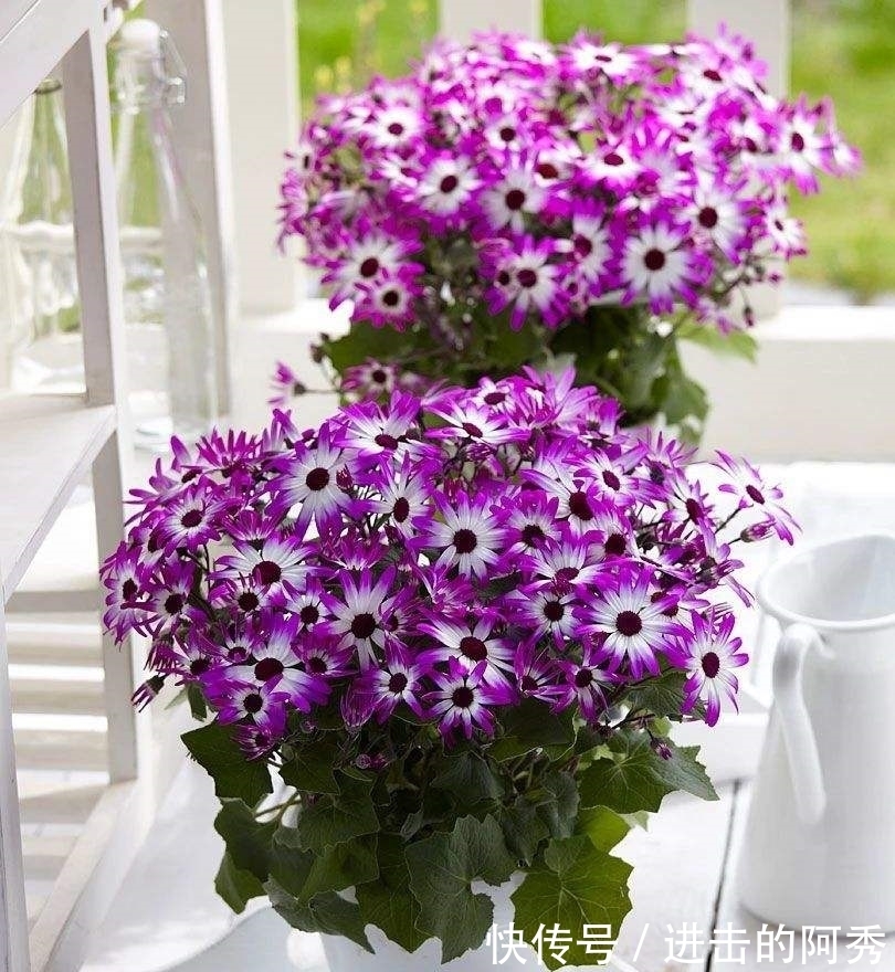 花卉|20种“坑人花”,真的很难养,没有三五年的养花经验,别入坑