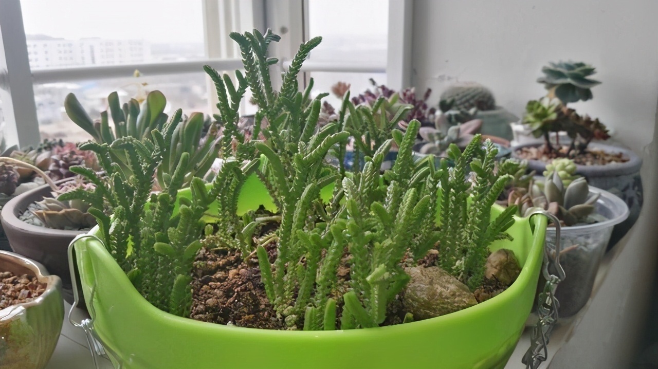 6款多肉大普货,完全靠实力征服花友,养护简单出状态真好看