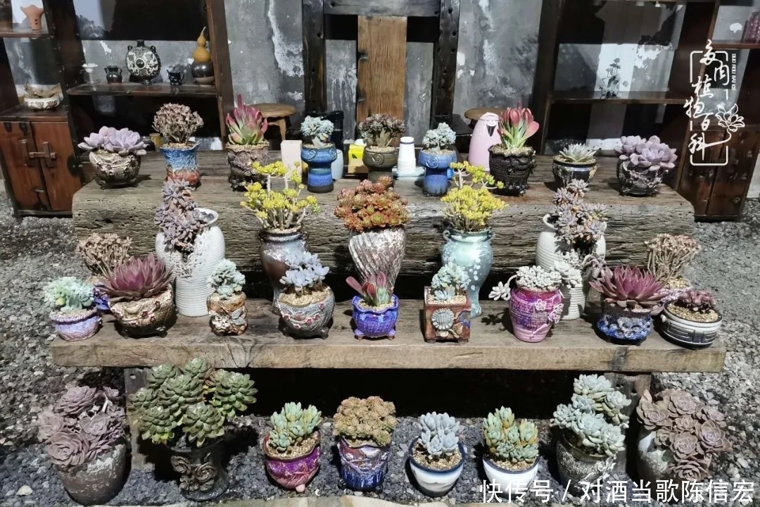 多肉桃花源:别人笑我太疯癫,我笑他人看不穿!