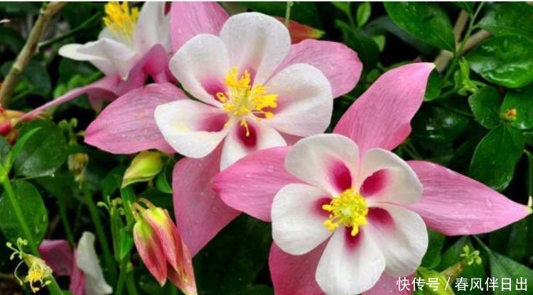 开花最香的4种花,家里养一盆,比牡丹还美,年年开花美翻