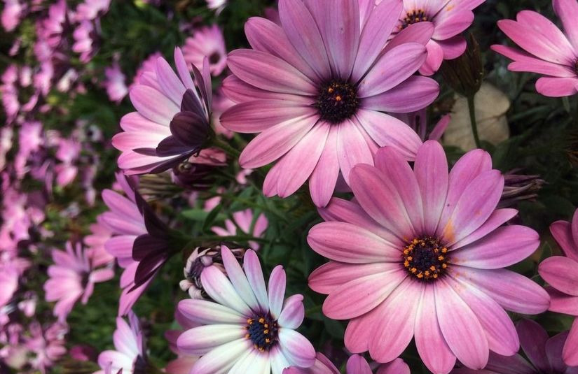 这5种花，吊起来养，开成花球，花多到看不到叶子！