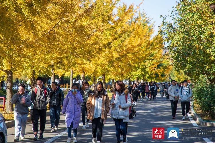 美景|满目金黄 实拍山东科技大学醉人美景