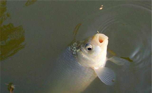 早春钓鱼,气温忽高忽低是难点,能做到这几点,收获还是有保证