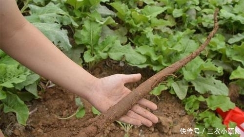 牛蒡如何种植才能高产 牛蒡种植需覆薄膜 补苗 做好中耕和除草 快资讯