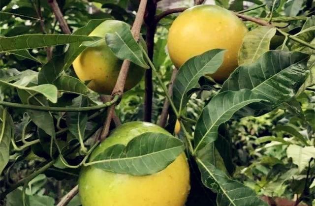 女性三十后，这水果再贵也要买来吃，排出宿便，气色红润，不显老