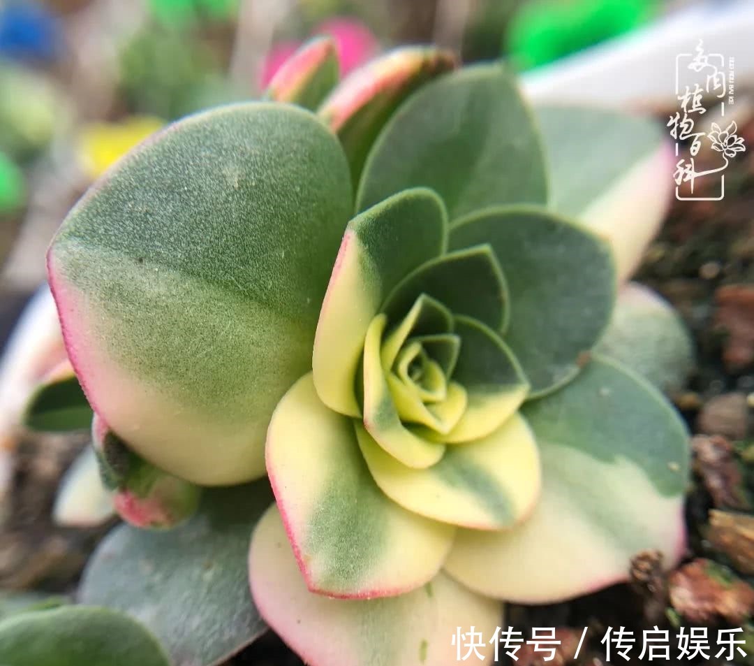 科普“山地玫瑰锦”万中无一,仙气缭绕!附养护知识!