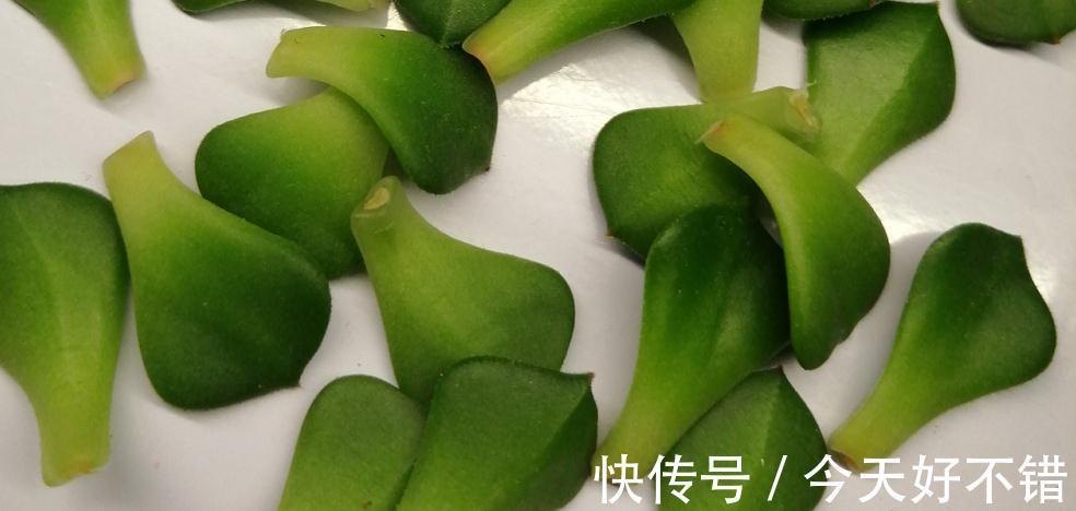 为什么建议大家居家盆栽蒂亚?全因这款多肉有3大亮点